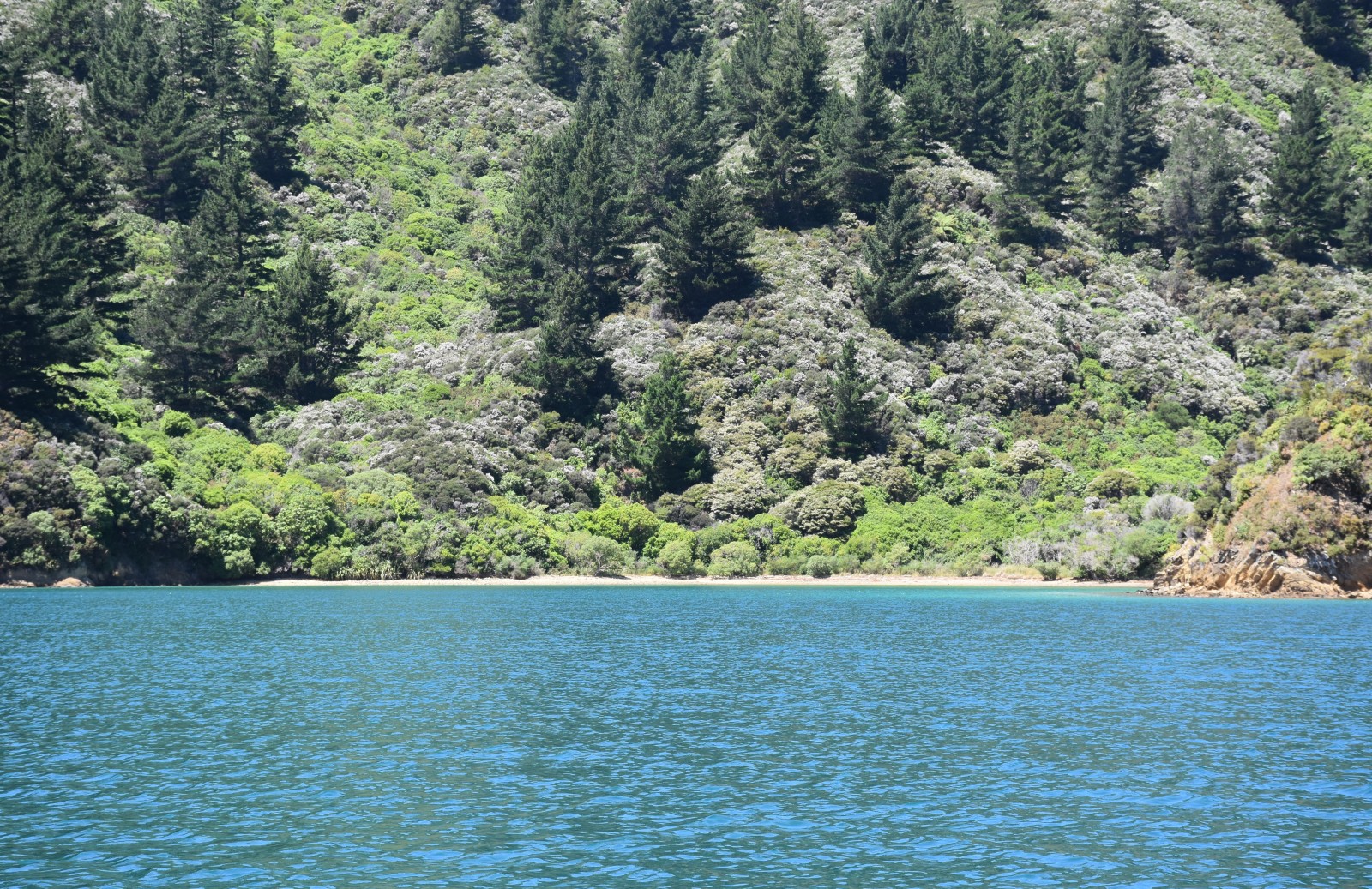 Queen Charlotte Sound Cruise Guide